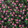 Baumwollstoff - Highland Flowers Schwarz II